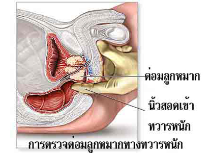 Testis หน้าที่