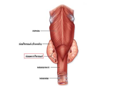 โรคมะเร็งคอ,อาการของโรคมะเร็งคอ,การวินิจฉัยโรคมะเร็งคอ,การดูแลผู้ป่วยโรคมะเร็งคอ,โรงพยาบาลมะเร็งสมัยใหม่กว่างโจว