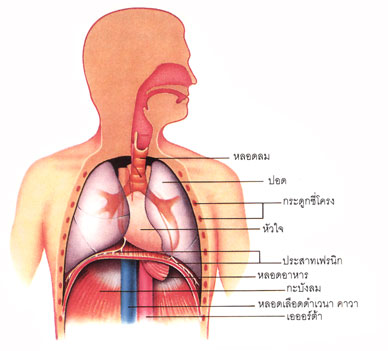 อาการของมะเร็งหลอดอาหาร อาการของมะเร็งหลอดอาหาร
