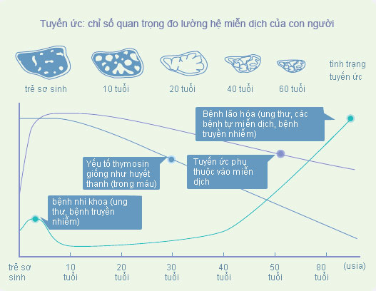 Tuyến ức: chỉ số quan trọng đo lường hệ miễn dịch của con người