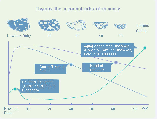 Thymus: the important index of immunity