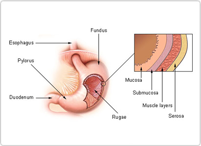 Stomach Cancer Symptoms