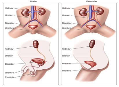 Bladder Cancer Symptoms