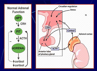 Adrenal Cancer Symptoms