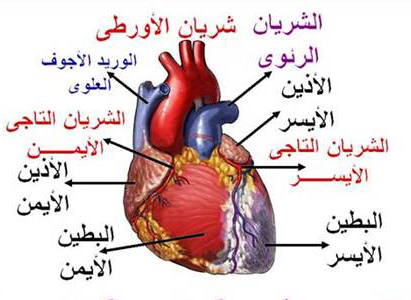  تصلب الكبد