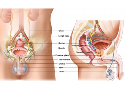 ung thư tuyến tiền liệt