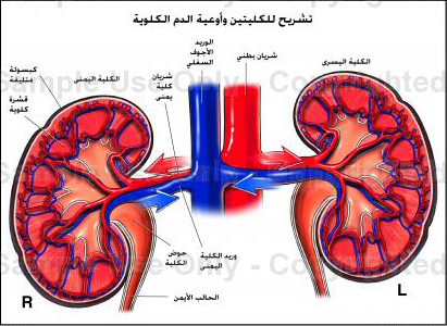  سرطان الغدة الكظرية (فوق الكلوية) 