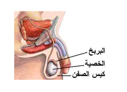  علاج سرطان الخصية 