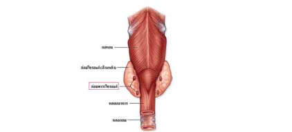 มะเร็งคอ