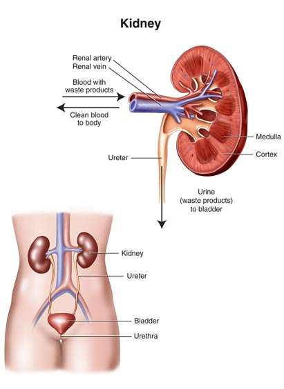 kidney cancer, kidney cancer symptoms 